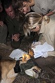 Biologist and sleepy Lion Lion GPS monitoring program Kenya  ; Biologist : Alayne Cotterill <br><br>Living with Lions GPS Monitoring Program, Loisaba Wilderness Conservancy