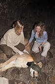 Biologist and sleepy Lion Lion GPS monitoring program Kenya  ; Biologist : Alayne Cotterill <br>Expert GPS : Mary Smulders<br>Living with Lions GPS Monitoring Program, Loisaba Wilderness Conservancy