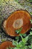 Alder forest freshly slaughtered in France ;  