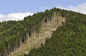 Clearcutting in a spice plantation in the Vosges France