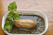 Germination of Sweet Potato in apartment France 
