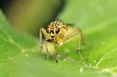 Common yellow dung Fly on a piece of Nettle in May France