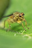 Common yellow dung Fly on a piece of Nettle in May France