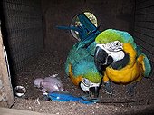 Blue-and-yellow Macaws and newborn in artificial nest