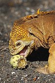Land iguana eating a cactus fruit Galapagos 