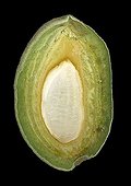 Longitudinal section of an almond in its bug on a black background