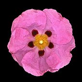 Cistus flower horticulture on a black background