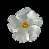 Cistus flower horticulture on a black background