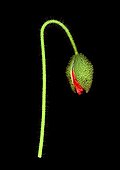 Poppy flower bud on black background 
