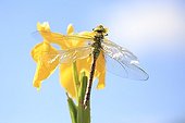 Emperor Dragonfly warming on flower Iris France 