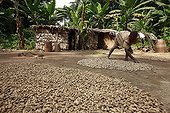 Drying the peanuts in a Pygmy camp Baaka Cameroon ; Pygmies sedentary and increasingly also becoming farmers. For some communities the camp in the forest are more episodic.