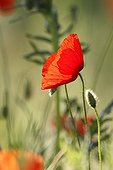 Poppy blooming in a meadow Provence France