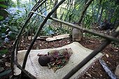 Pygmy Baaka child sleeping in a hut under construction ; The new hunting camp, women have not yet returned from collecting leaves to make the hut. This activity is exclusively a matter for women. 