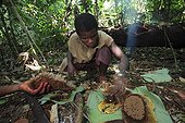 Harvesting of honey by the Pygmies Baaka Southeast Cameroon