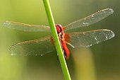 Male Red Darter on a rush France