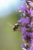 Large Bee Fly foraging in a flower Loosestrife France 