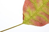 Red and green leaf of Smoketree on white background