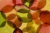 Composition of Smoketree leaves in fall