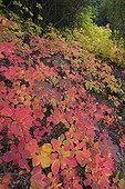 Smoketree foliage in fall Massif de l'Esterel France