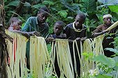 Pygmy Baaka population in south-eastern Cameroon ; Preparation of plants to weave a ceremony before hunt