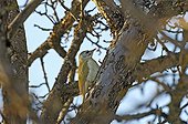 Woodpecker female on a branch in Swiss winter 