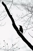 Woodpecker silhouette on a branch in Spring Switzerland