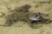 Midwife toad in a puddle Gravel Loeffel Switzerland
