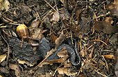 Alpine newt trying to overwinter in Oakwood Switzerland