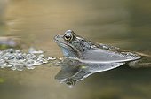Frog and nesting in a pond forest Switzerland