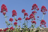Red Valerian blossoms in spring in Provence France