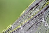 Detail of the wing of an Emperor Anax molt from France