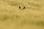 European Roe Deer in a wheat field at dawn in the spring