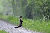 European Pine Marten on a path in Vosges France
