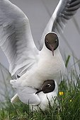 Mating of Black-headed Gull Brenne NRP France