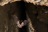 Murine in flight in a drainage tunnel France ; Concours du Festival international de la photo animalière et de nature 2010<br>Mouse-eared Bat and Lesser Mouse-eared Bat are very difficult to distinguish from each other.