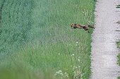 Red Fox in edge of field muloting in the Vosges France