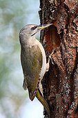 Female Grey-faced woodpecker at the entrance of its nest