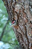 Male Grey-faced woodpecker with head out of its nest