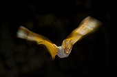 Mégaderme à ailes orangées en vol de nuit Kenya ; Concours du Festival international de la photo animalière et de nature 2010