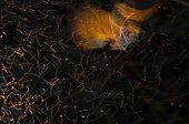 Yellow-winged Bat flying and catching insects at night Kenya ; Wildlife Photographer of the Year 2010<br>Creative Visions of Nature - Highly Commended<br>"Aerobatics"