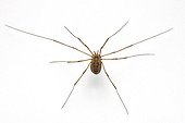 Opilione in studio on white background