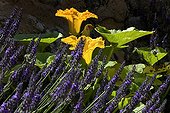 Lavender flowers and squash in a garden France