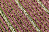 Aerial view of fruit trees in bloom in Picardy France