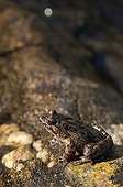 Tyrrhenian Painted Frog in the Port-Cros NP France