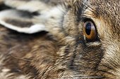 Close-up of the head of a Brown Hare GB