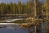 European beaver hut on a river Karelia
