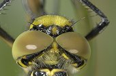 Eyes of Black-tailed Skimmer France