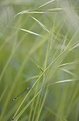 Scarce Blue-tailed Damselfly on grass Lône du Rhône France