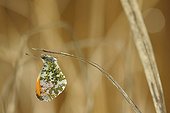 Butterfly Orange-Tip on dry grass France