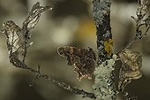 Comma Butterfly on an oak branch France